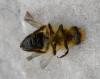 Andrena sp.